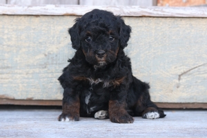 Alfonso