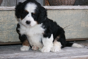 Dolce