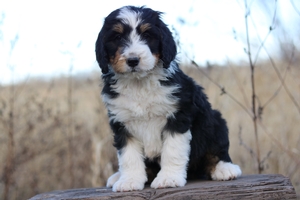 OAKLEY