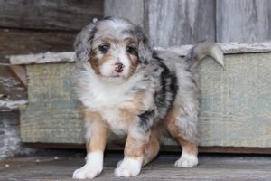 Dottie