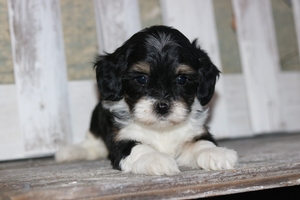 Charly