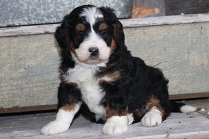 Dozer