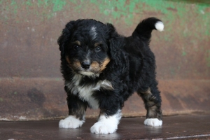 Otto