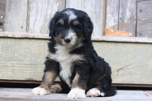 Rockie