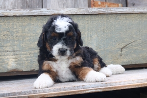 Flolie