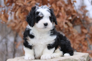 Norbert
