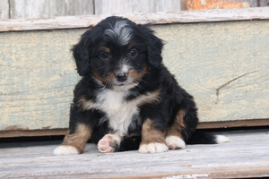 Pongo 