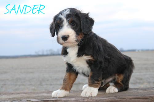 Sander