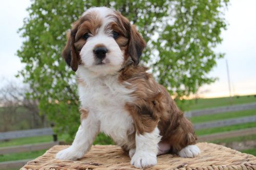 PYSON