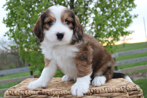 PONGO