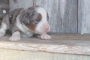 Talua
