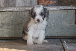 Hondo