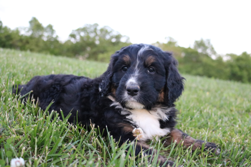 Koda