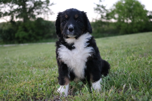 Kallie