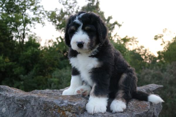 Maddox