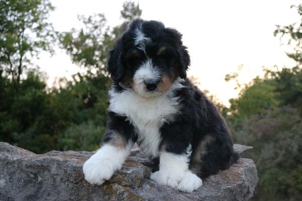 Maxwell