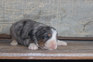 Vasco