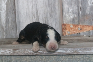 Fido 