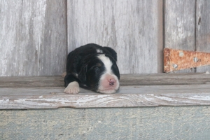 Fergus 