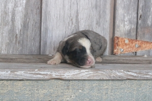 Fiona