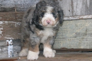 Vasco