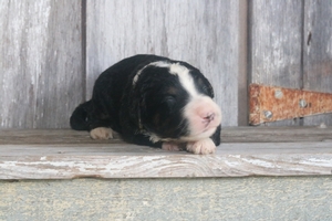 Gulliver 