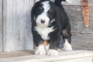 Fergus 