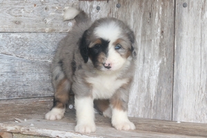 Fiona