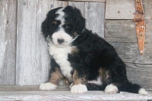Gulliver 