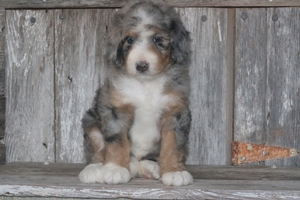 Grayce