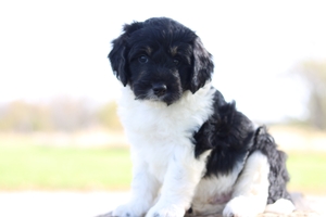 Baxter
