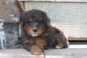 Lando