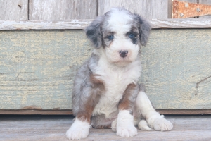Darcie