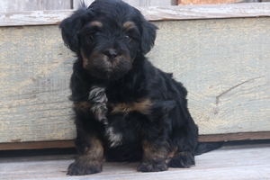 Ajax