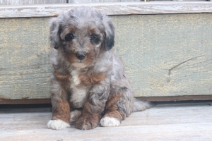Bacey
