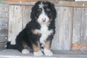 Jette