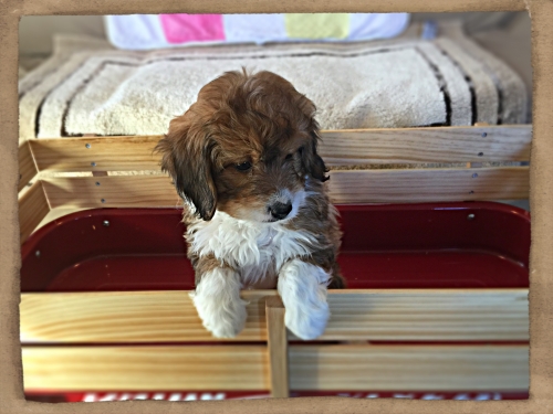 Banjo