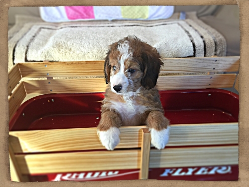 Baxter