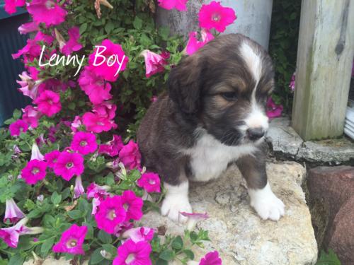 Lenny 