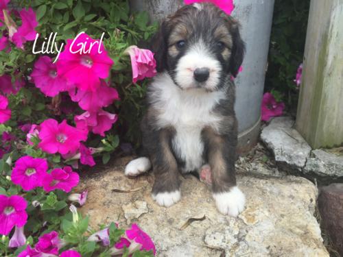 Lilly 