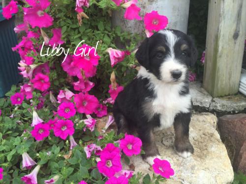 Libby