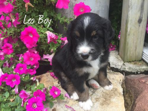 Leo