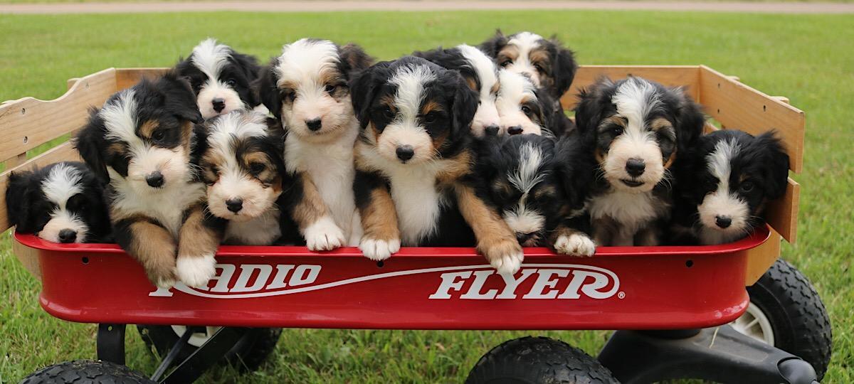Bernedoodle Puppy