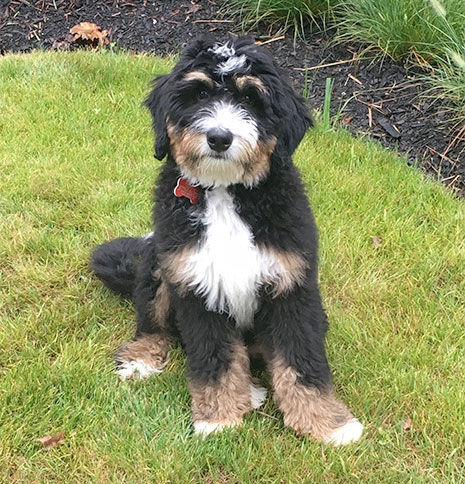 tri colour bernedoodle