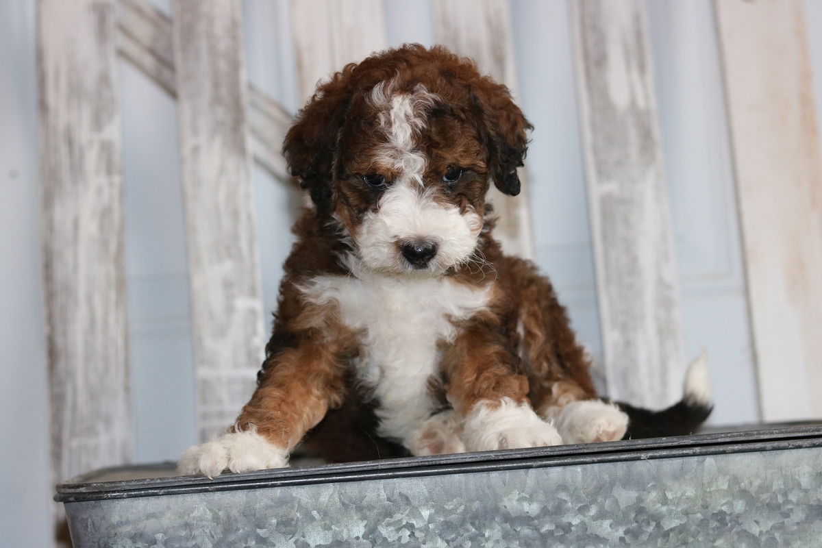 montgomery farms bernedoodle