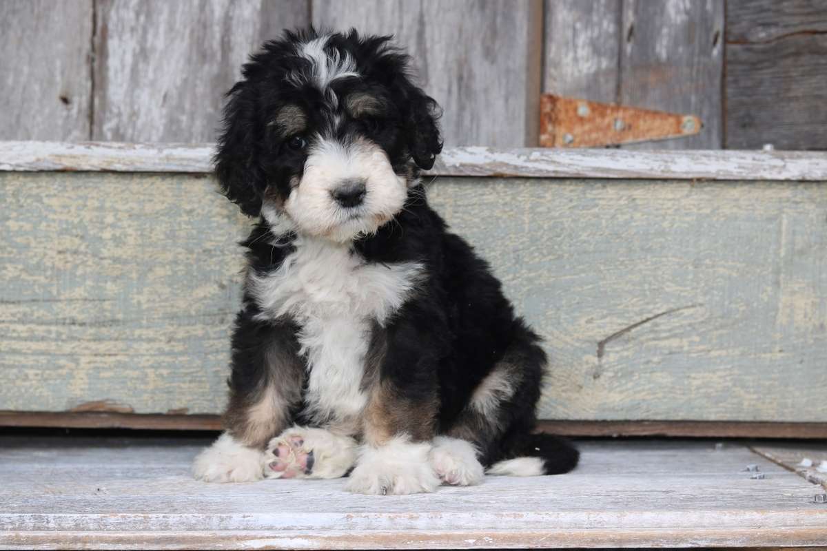 Bernedoodle