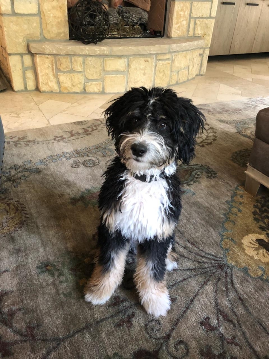 miniature bernedoodle full grown