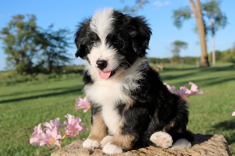 mini bernedoodle puppies